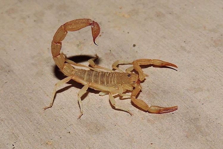 limpeza de esgoto previne escorpião amarelo em porto alegre e região metropolitana
