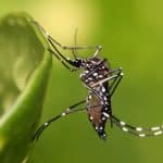 Casos de Dengue no RS aumentam mais de 140% em 2019