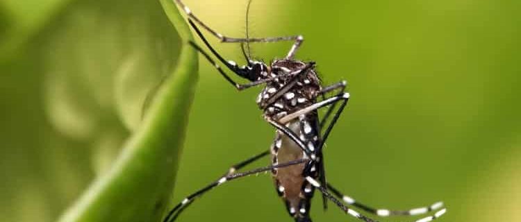 casos de dengue no rio grande do sul aumentam mais de 140% em 2019