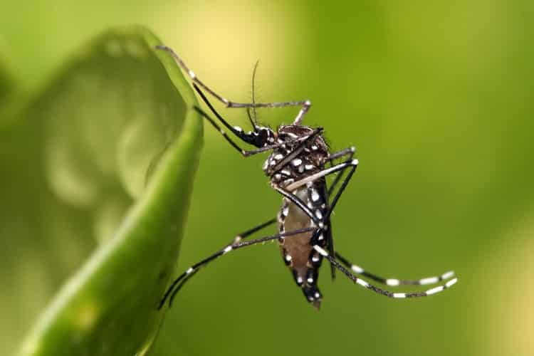 casos de dengue no rio grande do sul aumentam mais de 140% em 2019