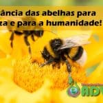 A importância das Abelhas para a natureza e para a humanidade