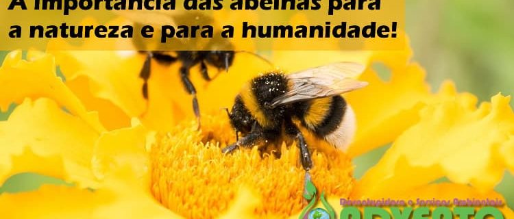 a importência das abelhas para a natureza e para a humanidade