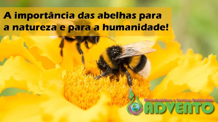 a importência das abelhas para a natureza e para a humanidade