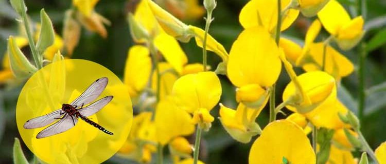 flor e libélula podem repelir o mosquito da dengue