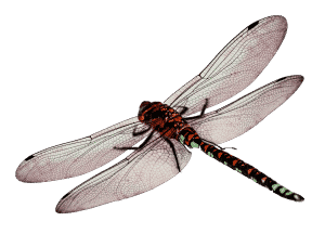 libélula é predador natural do mosquito da dengue