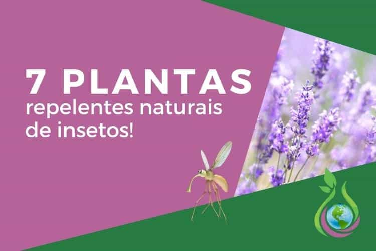 7 plantas repelentes naturais de insetos