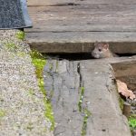Como fazer o rato sair do esconderijo? 5 formas de fazer isso!
