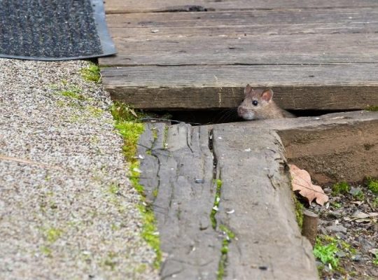 como fazer o rato sair do esconderijo confira 5 formas de fazer isso