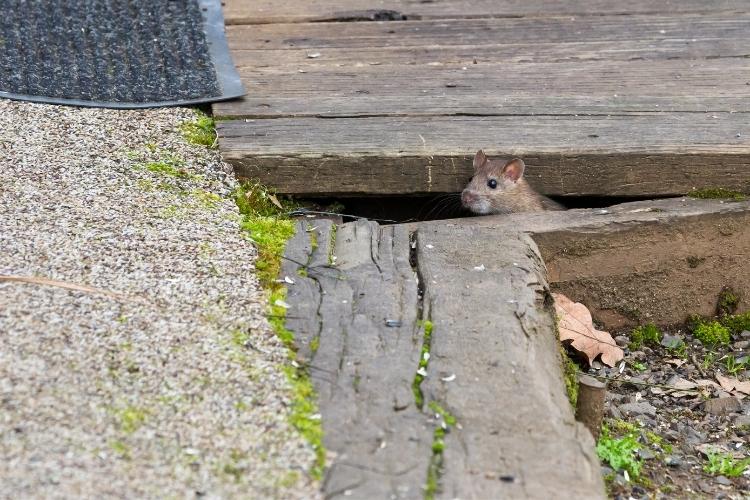 como fazer o rato sair do esconderijo confira 5 formas de fazer isso
