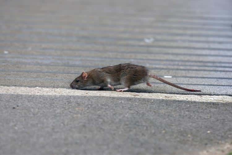 Cocô de rato e camundongo: qual a diferença? - Advento