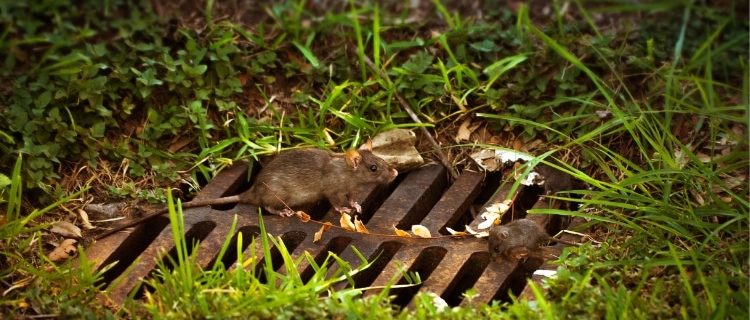 Descubra como eliminar ratos de esgoto em ambientes urbanos. A Advento Desentupidora de Porto Alegre é sua aliada nesse combate 24h.