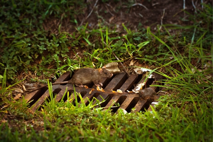 Descubra como eliminar ratos de esgoto em ambientes urbanos. A Advento Desentupidora de Porto Alegre é sua aliada nesse combate 24h.