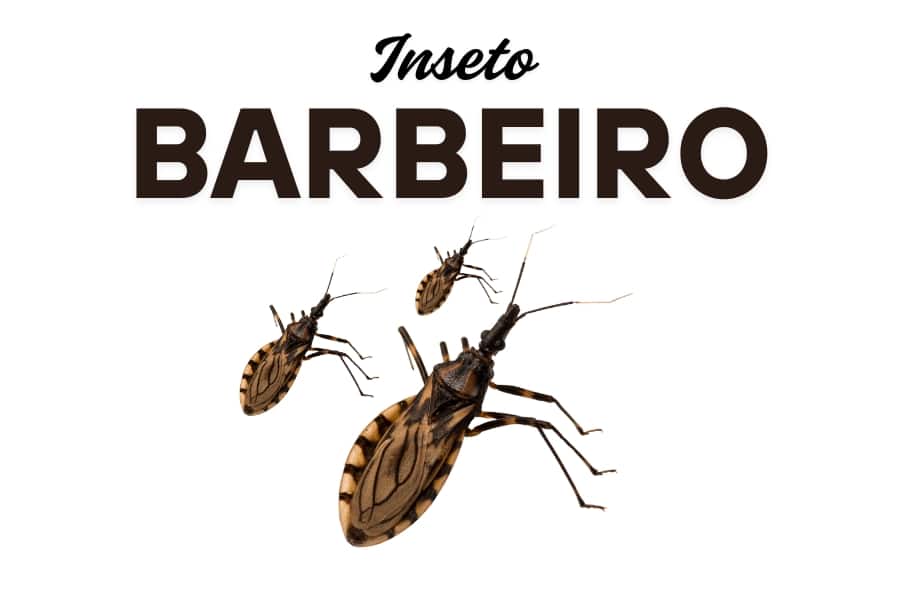 inseto-barbeiro Homepage